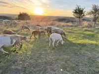 قوچ, Katum sheep — عکس 1