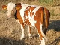 گاو نر, Simmental cattle — عکس 2