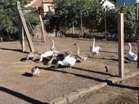 Geese — تصویر 1