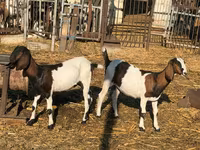 Capră, Nubian Goat — foto 2