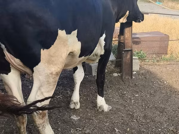 Russian Black pied cattle
