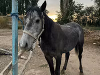 اسب نر, اسب — عکس 2