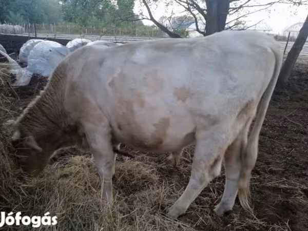 گاو نر, Charolais cattle