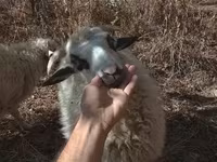 Wad, Racka sheep — sawirka 2