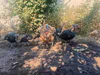 Turkeys — 写真 3