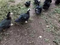 Ducks — foto 3