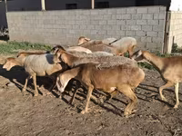Хуц, Hissar sheep — 6 зураг