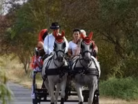 Cal, Lipizzaner — foto 5
