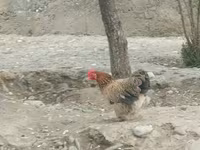 डर्बीशायर रेडकैप — फ़ोटो 6