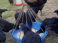 Chickens — عکس 5