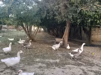 Geese — รูปภาพ 1