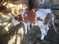 Bovini (lotto, sesso non specificato), Simmental cattle — foto 2