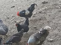 Chickens — fotografija 2