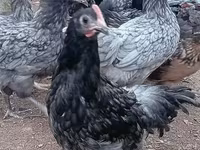 Chickens — عکس 1