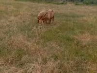 Ovce, Kazakh meat-wool sheep — foto 2