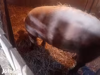 Scrofa, Maiali — foto 2