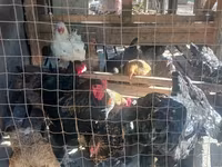 Brahma — foto 8