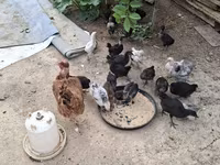 Chickens — 写真 3