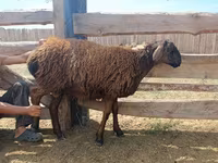 แกะตัวผู้, Edilbay sheep — รูปภาพ 7