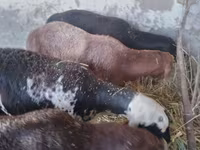 Kambing jantan, Sheep — foto 7