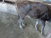 Ko, Russian Black pied cattle — foto 5