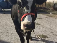 Vacă, Russian Black pied cattle — foto 3