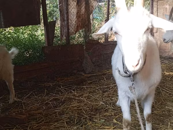 Dê cái, Saanen goat