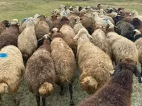 Brebis, Moutons — photo 3