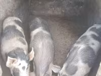 แม่สุกร, หมู — รูปภาพ 1