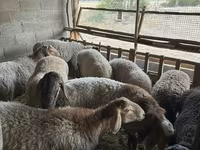 Baran, Rhon sheep — zdjęcie 5
