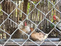 Chickens — 사진 3