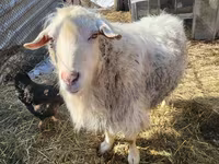 تيس, Saanen goat — الصورة 2