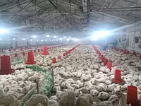 Chickens — foto 2