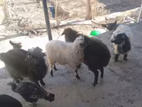 بکری, بکریاں — تصویر 7