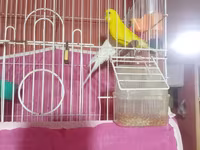 Dalmatin papuqayları üçün tam dəst qəfəs - Ağ və sarı rəngli 2 — foto 3