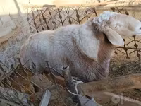 قوچ, گوسفند — عکس 3