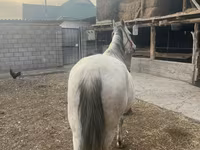 Klisna, Tersk horse — foto 5
