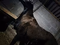 مینڈھا, Hissar sheep — تصویر 3