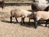 Beran, White Suffolk sheep — foto 3