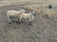 แกะตัวเมีย, Cerry Hill sheep — รูปภาพ 1