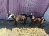 Billy Goat, Goats — photo 2