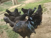 Chickens — foto 5