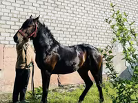 Ngựa đực, Swedish warmblood horse — ảnh 3