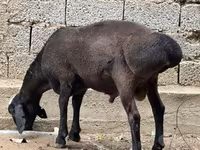 قوچ, گوسفند — عکس 1