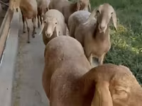 母羊, Arashan sheep — 照片 2