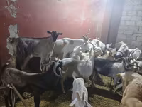 بز ماده, بز — عکس 4