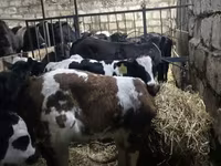 Skot (série, pohlaví neuvedeno), Simmental cattle — foto 2