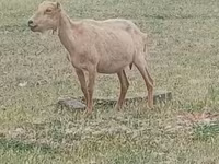 Kozel, Saanen goat — foto 1