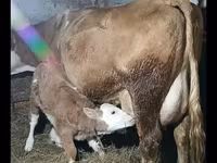 گاو نر, Simmental cattle — عکس 2