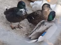 Ducks — foto 4
